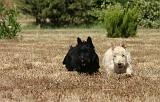 SCOTTISH TERRIER 233